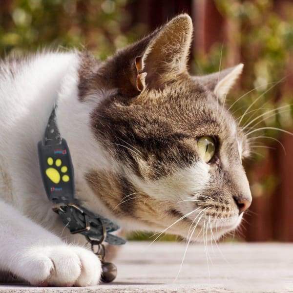 Traceur GPS Pour Chat et Animaux de Compagnie - Santeova